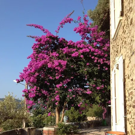 Maison d'hôtes Castel Pierre Lisse Hyères